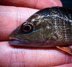 Mangrove jack Lutjanus argentimaculatus, Zoetwatervis, Vis