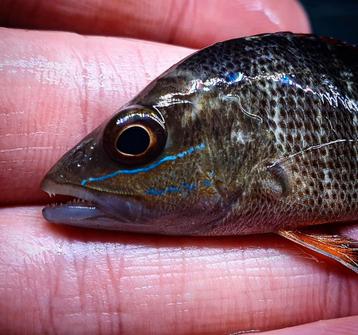 Mangrove jack Lutjanus argentimaculatus