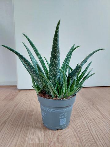 Aloe Medivera - Bonte Aloë Vera/Wonderplant/Vetplant H:35cm. beschikbaar voor biedingen