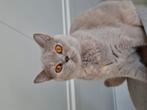 Britse korthaar Lilac Tortie.  VERKOCHT, Dieren en Toebehoren, Katten en Kittens | Raskatten | Korthaar, Poes