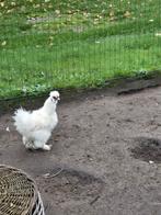 Jonge zijdehoen kriel haan, Dieren en Toebehoren, Pluimvee, Mannelijk, Kip
