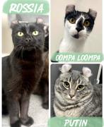 American curl | jonge katten | gezond | stamboom | lief, Meerdere dieren, Kortharig, 0 tot 2 jaar