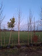 Betula pendula, Ruwe Berk €125,- 5 meter hoog!, Tuin en Terras, Planten | Bomen, In pot, Halfschaduw, Zomer, 400 cm of meer