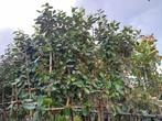 olijfwilg Elaeagnus ebbingei leiboom 120cm stam €99,95, Tuin en Terras, Planten | Bomen, Overige soorten, 100 tot 250 cm, Zomer