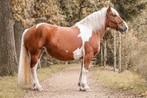 Brave Bonte Comtois, Dieren en Toebehoren, Paarden, Merrie, Minder dan 160 cm, B, Gechipt