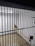 Majoor putters wild kleur, Dieren en Toebehoren, Vogels | Kanaries, Mannelijk, Bastaard