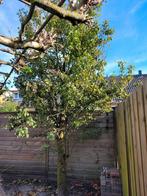 Stoofperen boom, Tuin en Terras, Overige soorten, Lente, 400 cm of meer, Ophalen