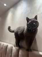 Britse korthaar kat dekkater niet te koop, Dieren en Toebehoren, Katten en Kittens | Dekkaters, 3 tot 5 jaar