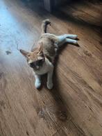 Gratis Kat (vrouwtje), Dieren en Toebehoren, Katten en Kittens | Raskatten | Korthaar, Kater