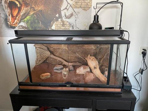 Dwerg baardagaam met terrarium, Dieren en Toebehoren, Reptielen en Amfibieën | Toebehoren, Zo goed als nieuw, Terrarium of Paludarium