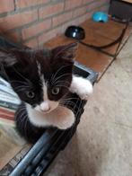 Kittens