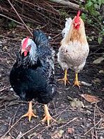 Gratis - diverse hanen, Dieren en Toebehoren, Pluimvee, Mannelijk, Kip