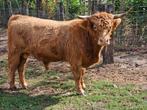 Runderen, Dieren en Toebehoren, Runderen, Mannelijk