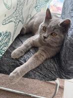 Britse korthaar kitten (katertje), Dieren en Toebehoren, Katten en Kittens | Raskatten | Korthaar, Kater, Ontwormd, 0 tot 2 jaar