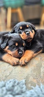 Rottweiler Puppy, Dieren en Toebehoren, Parvo, Reu, 8 tot 15 weken, Meerdere