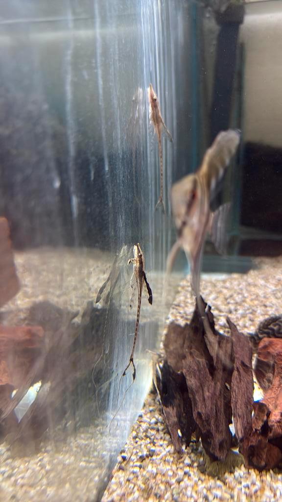 Sturisoma aureum, Dieren en Toebehoren, Vissen | Aquariumvissen, Vis