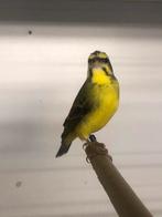 Mozambique sijs pop, Dieren en Toebehoren, Vogels | Overige Vogels, Vrouwelijk