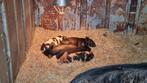 Super lieve en mooie Kune Kune biggetjes, Dieren en Toebehoren, Meerdere dieren, Varken
