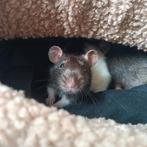 Gezocht: Vrouwelijke, tamme rat 🐀🩷, Vrouwelijk, Rat, Na 1 juli 2024, Tam