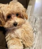 Mini Maltipoo f1, Poedel, Rabiës (hondsdolheid), 15 weken tot 1 jaar, Reu
