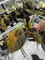 Alocasia Wentii Aurea Variegata - Zeldzaam!, Huis en Inrichting, Kamerplanten, Overige soorten, In pot, Minder dan 100 cm, Bloeiende kamerplant