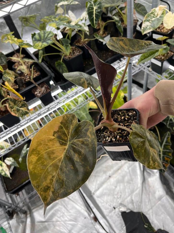 Alocasia Wentii Aurea Variegata - Zeldzaam!, Huis en Inrichting, Kamerplanten, Overige soorten, Minder dan 100 cm, Bloeiende kamerplant