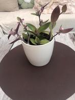 Vetplant, Ophalen, Overige soorten, Minder dan 100 cm