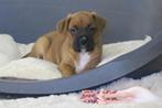 Boxer x Boxador pups, Dieren en Toebehoren, Honden | Bulldogs, Pinschers en Molossers, Nederland, Overige rassen, CDV (hondenziekte)