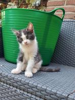 Kittens Maine coon kruising, Dieren en Toebehoren, Katten en Kittens | Overige Katten, Meerdere dieren
