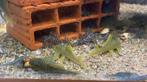 Stocklist Loricariidae 03-05-2025, Dieren en Toebehoren, Vis, Zoetwatervis