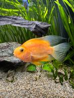 Prachtige Papegaai Cichliden, Vis