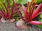 Uit de biologische moestuin: Bieten, zaden, Groenteplanten, Eenjarig, Ophalen of Verzenden, Bloeit niet