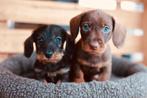 Ruwharige dwergteckel pups choco & wildkleur, 8 tot 15 weken, Dwerg, CDV (hondenziekte), Meerdere
