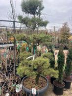 BONSAI tuin,   Bonsai PINUS,   exclusief  POM POM, Tuin en Terras, Planten | Tuinplanten, Volle zon, Vaste plant, Bloeit niet
