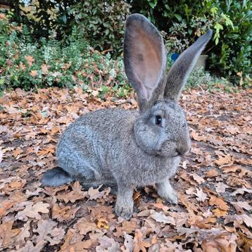 Prachtige duitse reus voedster, OUDERS GROOT!!, gevaccineerd beschikbaar voor biedingen