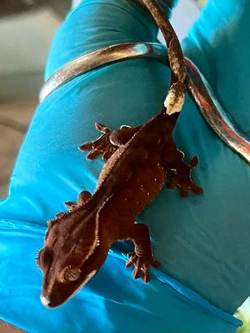 Jonge C ciliatus, wimpergekko beschikbaar voor biedingen