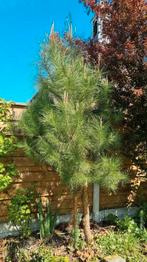 Pinus pinea echte Pijnboom!!!!, Tickets en Kaartjes, Eén persoon