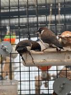 japanse meeuwtjes, Dieren en Toebehoren, Meerdere dieren, Geringd