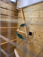 Kakariki parkieten, Dieren en Toebehoren, Vogels | Parkieten en Papegaaien, Meerdere dieren, Parkiet, Geringd