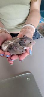 Twee syrische goudhamsters vrouw driekleur, Vrouwelijk, Hamster, Na 1 juli 2024