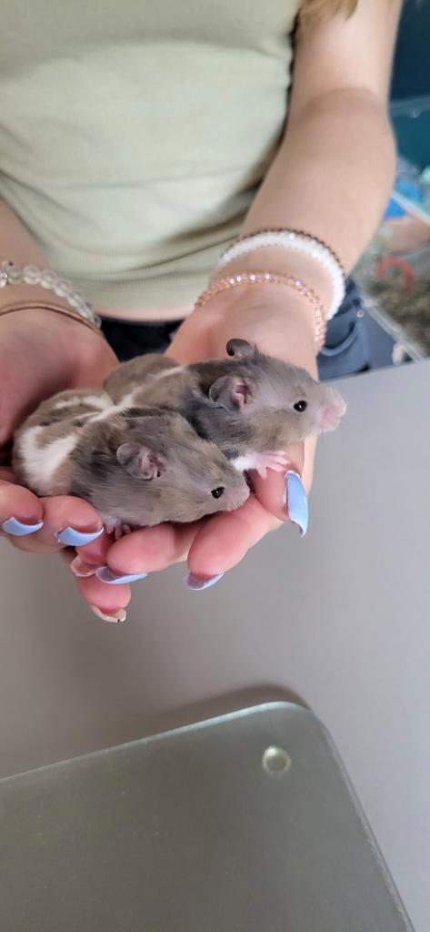 Twee syrische goudhamsters vrouw driekleur, Dieren en Toebehoren, Knaagdieren, Vrouwelijk, Hamster, Na 1 juli 2024