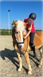 Verzorgpaard gezocht, Ophalen of Verzenden