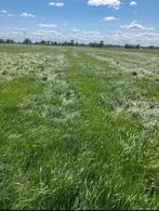 Gezocht GRAS op stam, Dieren en Toebehoren, Stalling en Weidegang
