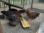 Weslsumer kippen, Dieren en Toebehoren, Meerdere dieren, Kip