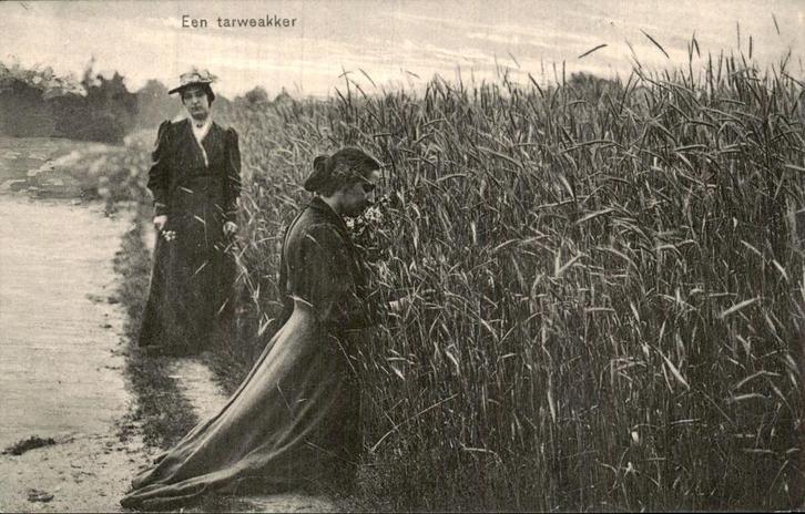 Een Tarweakker, Verzamelen, Ansichtkaarten | Nederland, Ongelopen, Noord-Brabant, Voor 1920, Ophalen of Verzenden