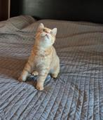 Britse korthaar Kittens met Stamboom., Dieren en Toebehoren, Katten en Kittens | Raskatten | Korthaar, Ontwormd