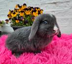 Lief dwergkonijntje, Dieren en Toebehoren, Konijnen, Meerdere dieren, Hangoor