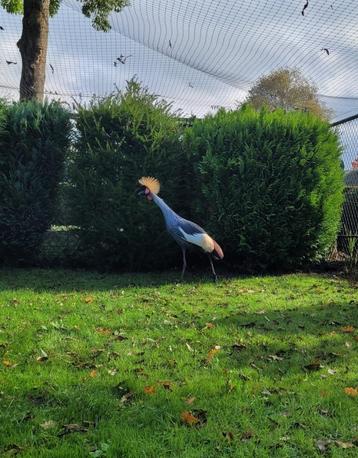 Te koop: Grijze kroonkraanvogel 0-1 beschikbaar voor biedingen