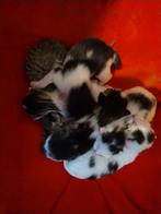 Kittens