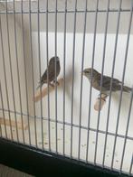 Barmsijs koppel, Dieren en Toebehoren, Meerdere dieren, Wildzangvogel, Geringd
